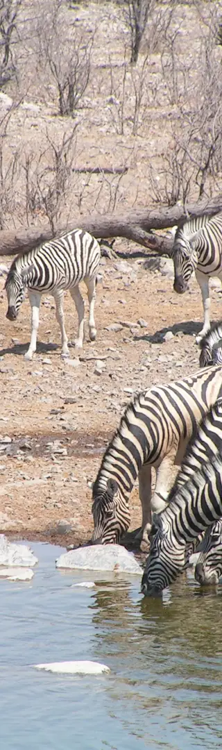 Zebras im Etosha-Nationalpark
